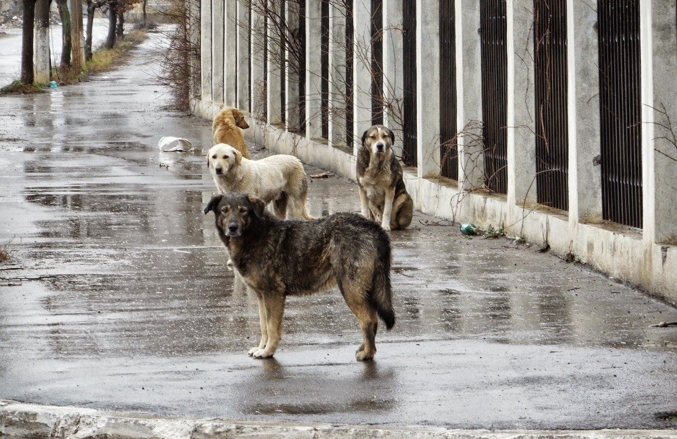 Фото бездомных животных на улице