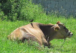 Корова сзади