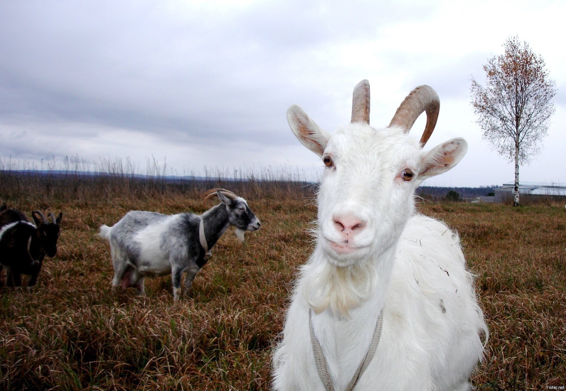 Коза 1 год. Животноводство козы. Сельскохозяйственная коза это. Козы на ферме. Скотоводство козы.
