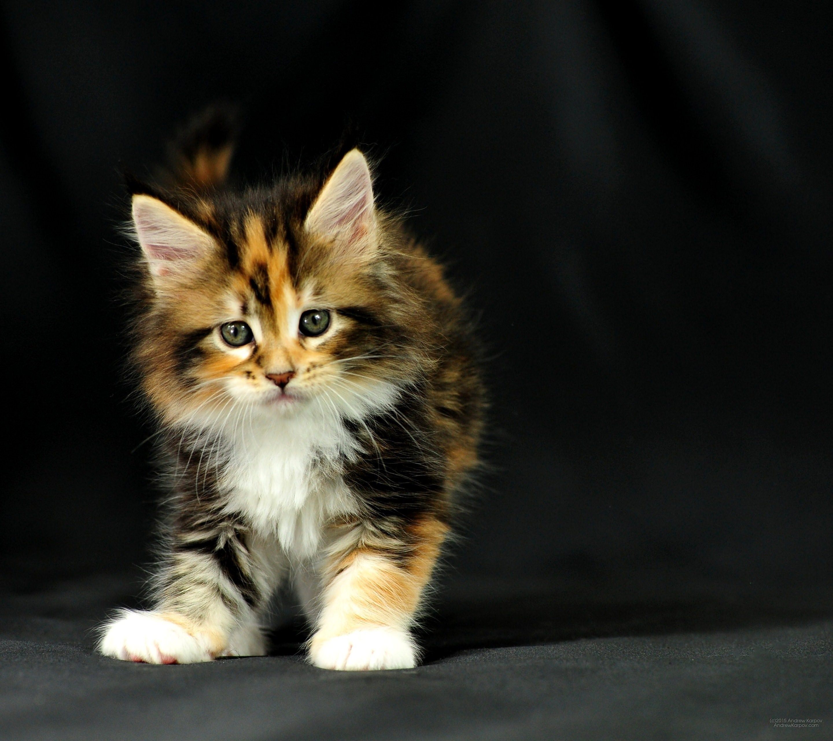 Кошка красивая маленькая. Мейн кун трехцветный. Трехцветная кошечка Мейн-куна. Трехцветный Мейн кун кот. Трехцветные Мейн куны котята.