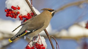 Зимние птицы татарстана