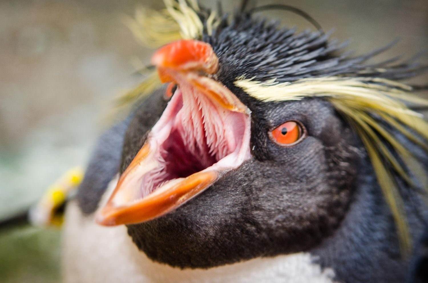 Пингвин зубы фото