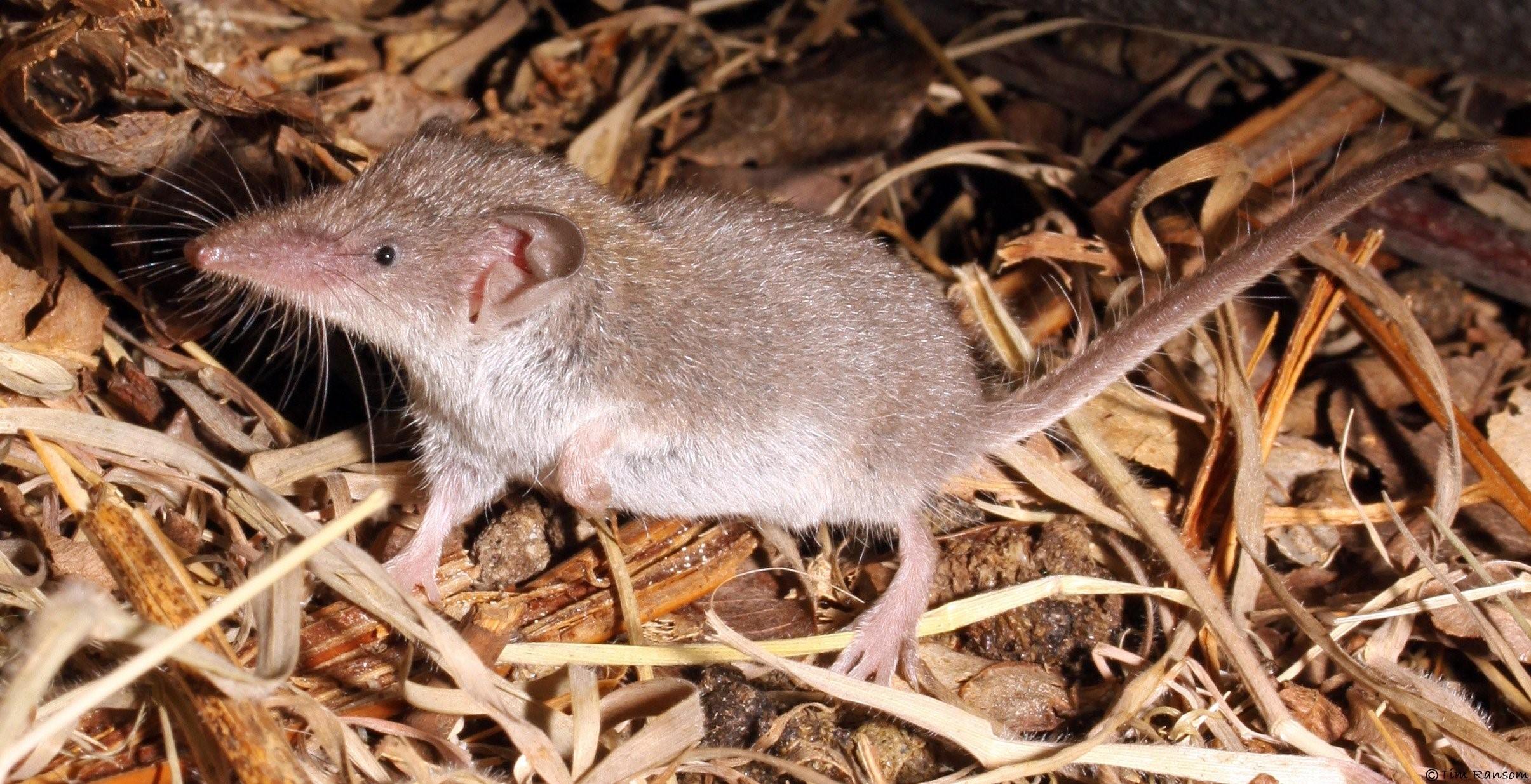 Мышь с длинным носом фото и название животное