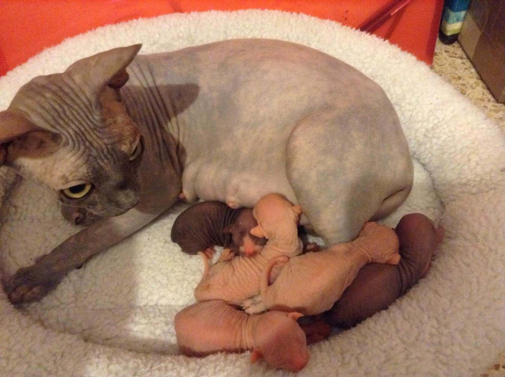 Новорожденные котята канадского сфинкса фото