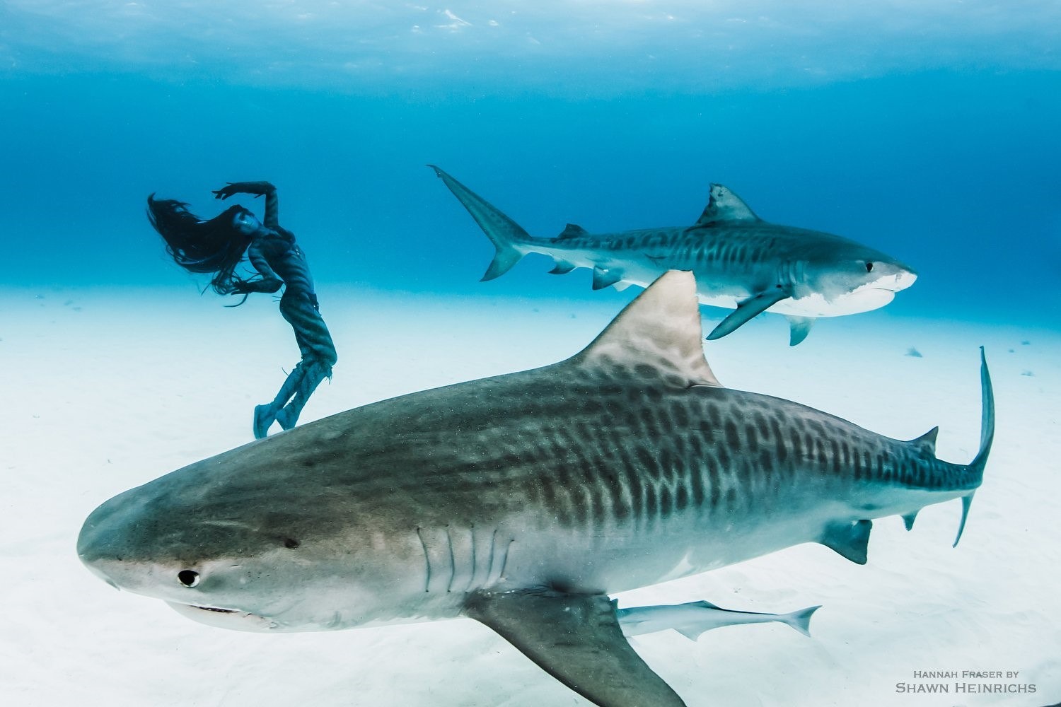 Тигровая акула фото с человеком