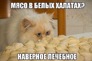 Кот и пельмени