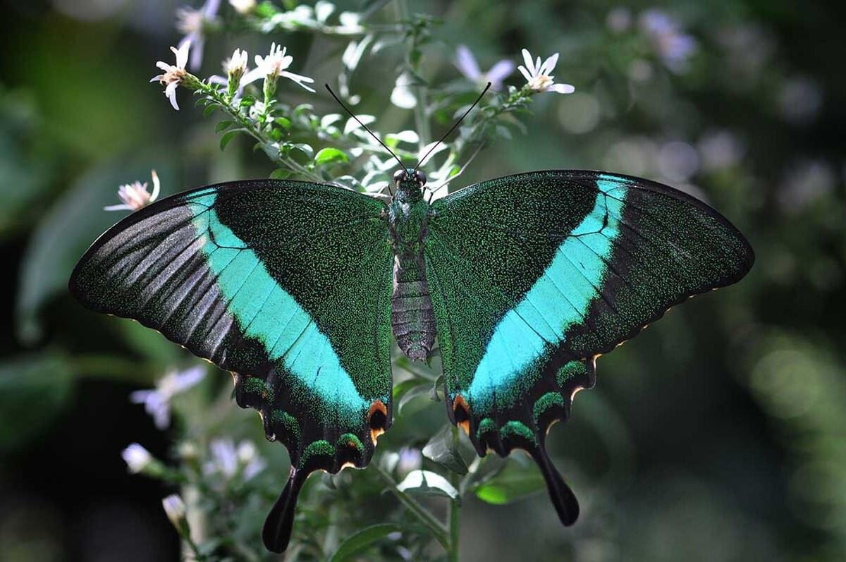 Самые красивые бабочки на планете фото и названия