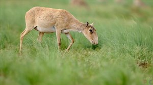 Сайгак животное