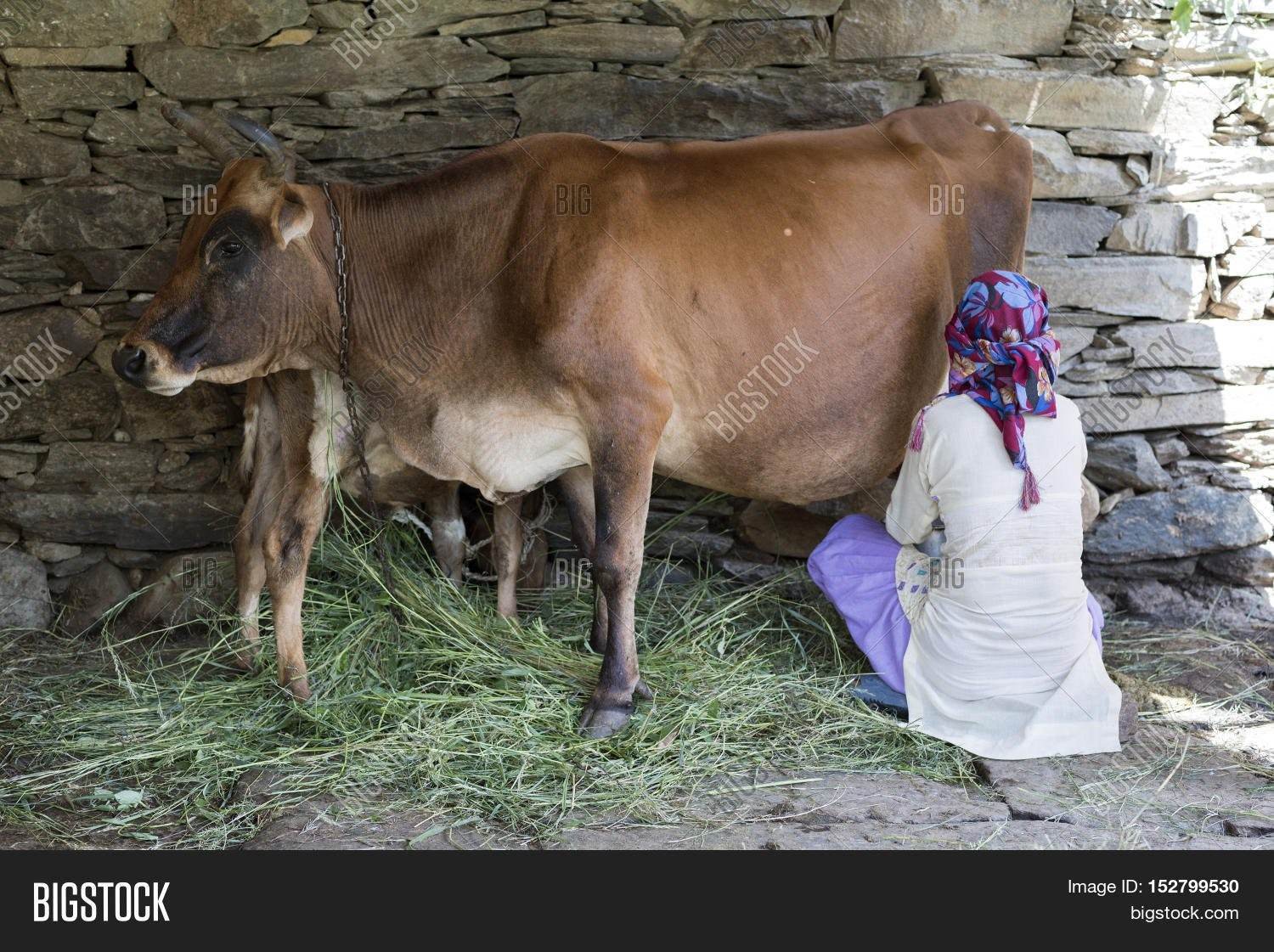 Женщина доит корову фото