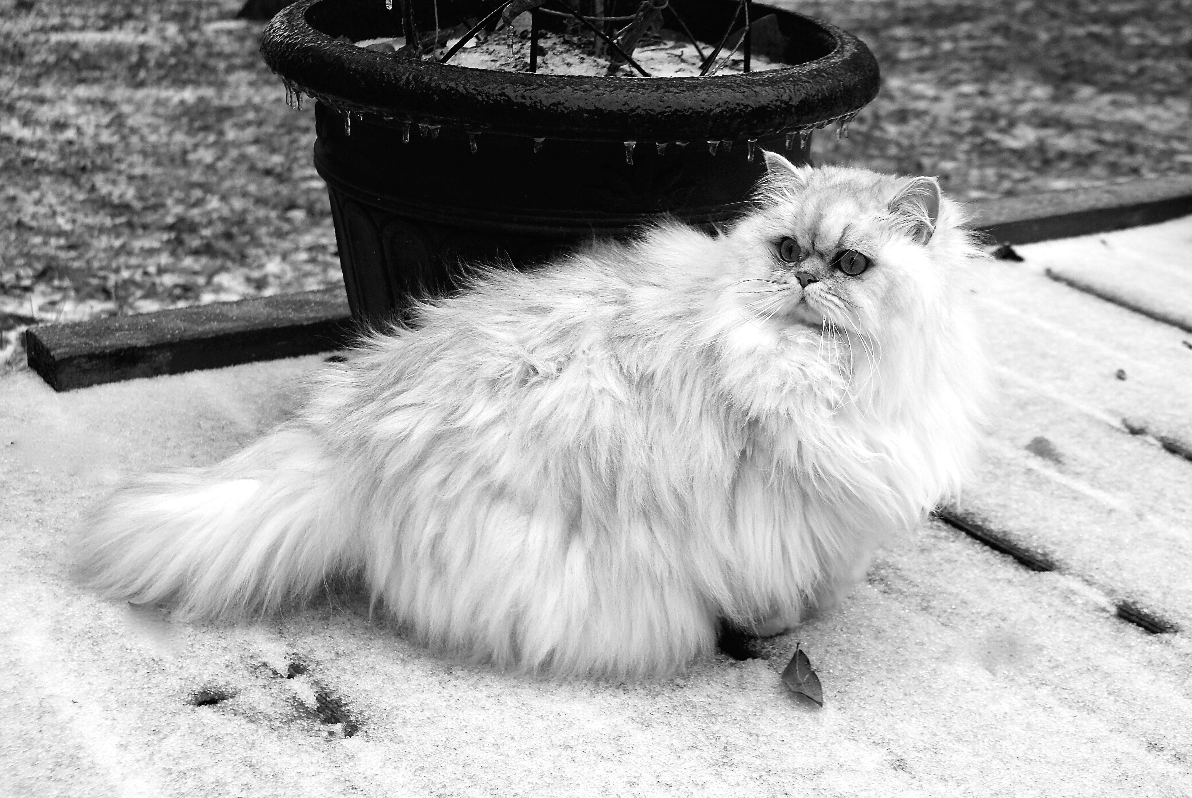 котята персидской шиншиллы фото