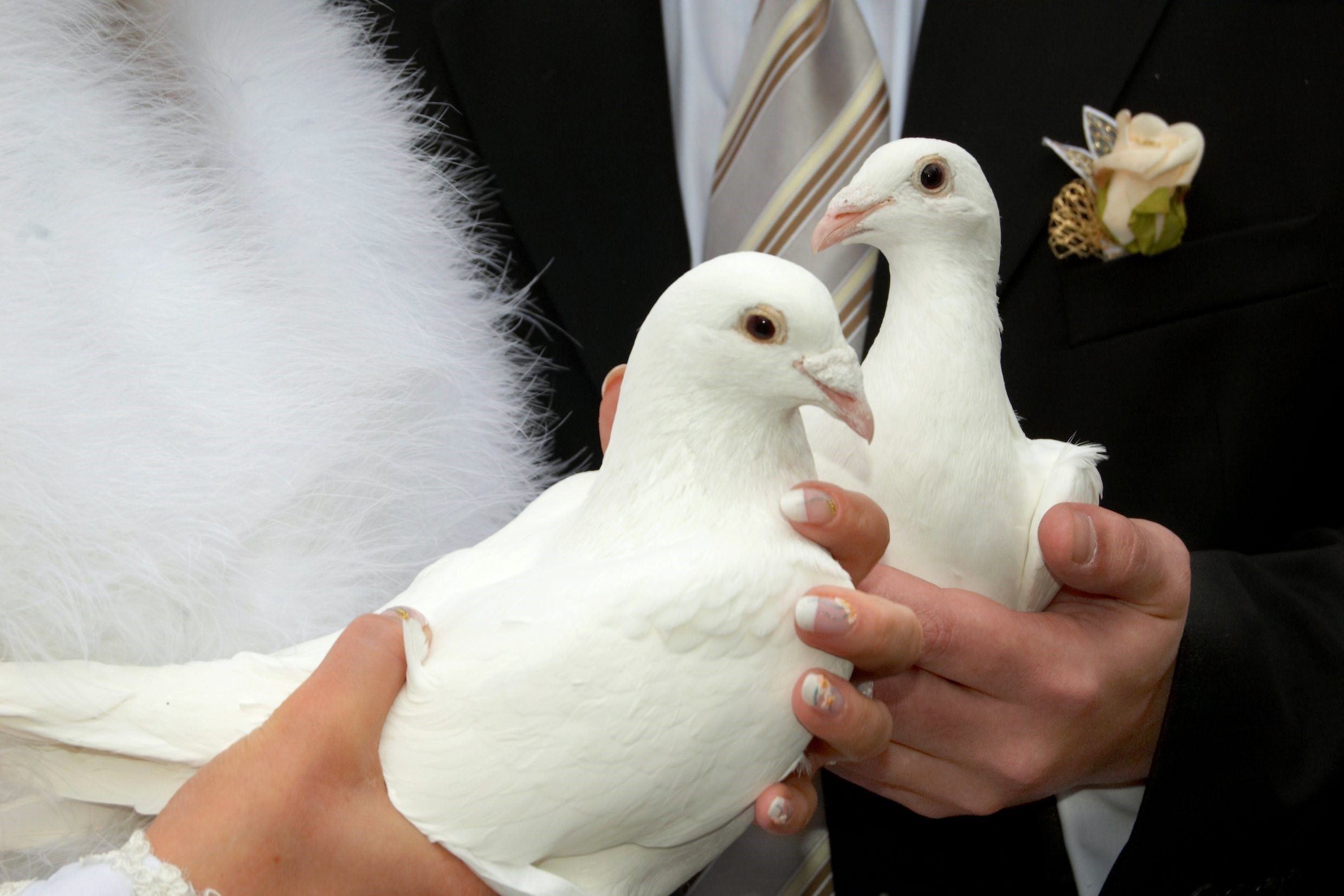 Почтовые голуби на свадьбу