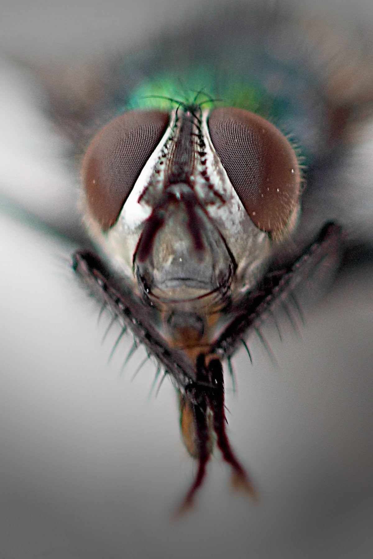 Глаза мухи фото крупным планом