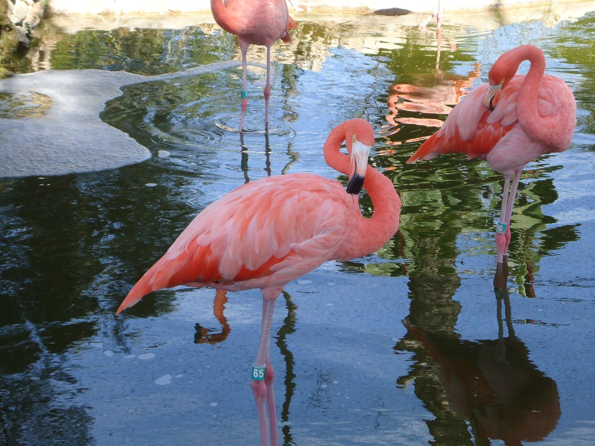 Картинки фламинго красивые