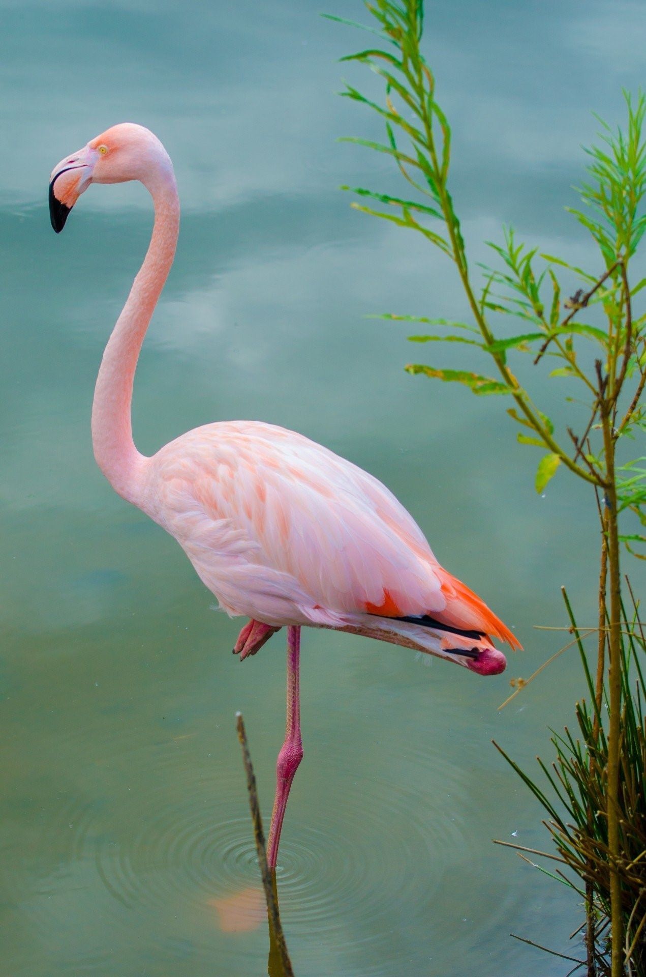 Животные розового цвета фото и название