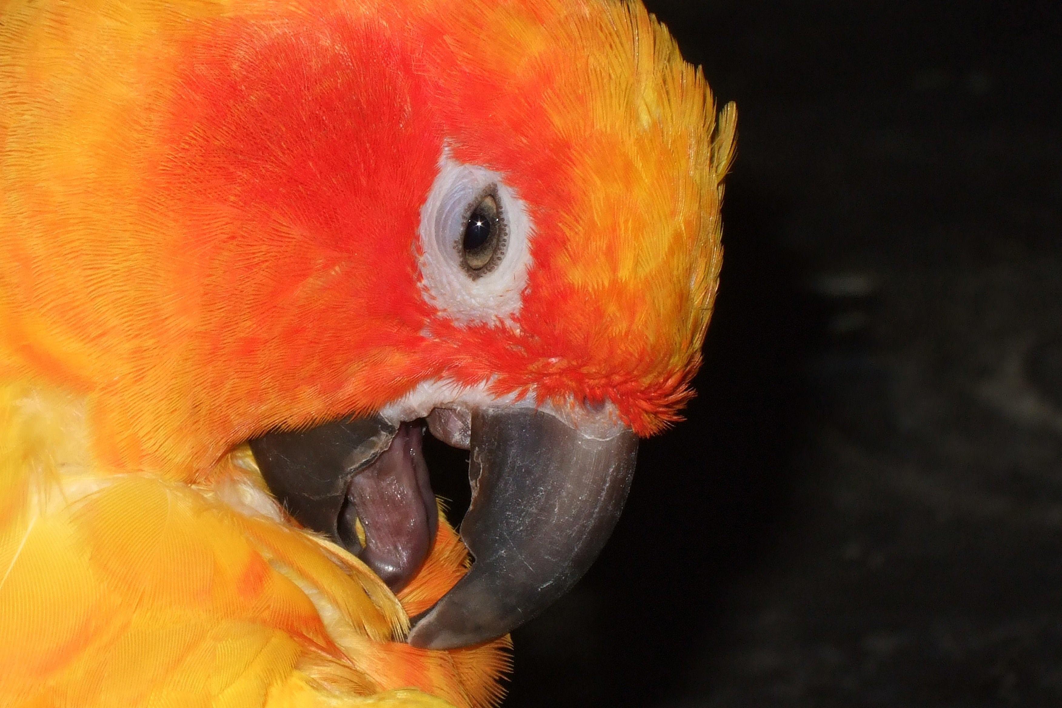 Клюв попугая. Попугай ара оранжевый. Птица с оранжевым клювом. Оранжевый клюв.