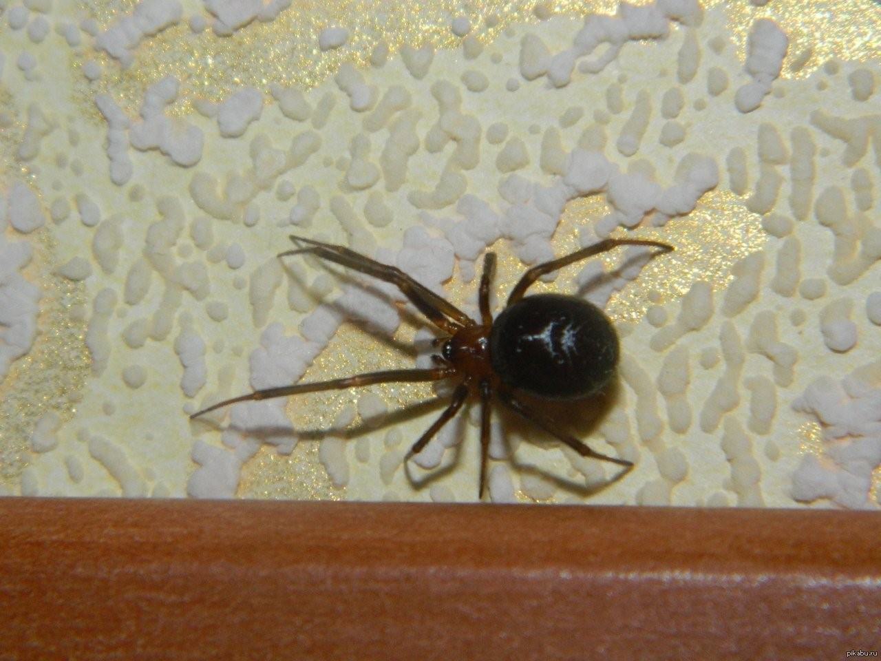 Черный паук в квартире фото