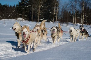 Хаски сортавала