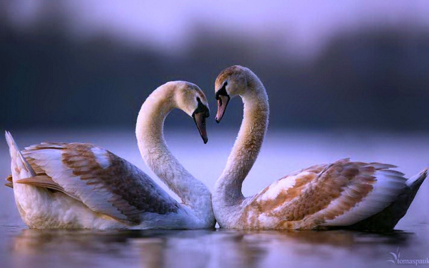 Фото влюбленных лебедей двух