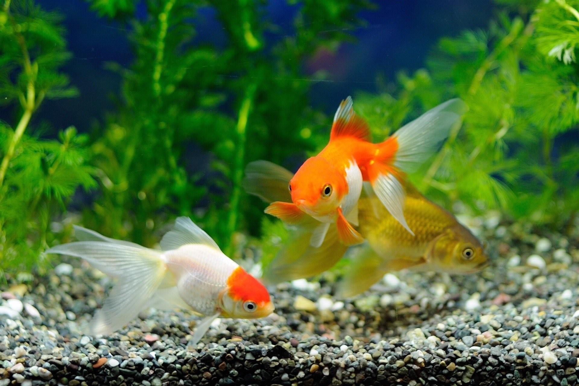 Подсаживать рыбок. Рыбки неразлучники аквариумные. Золотая рыбка аквариумная. Красивые рыбки для аквариума. Золотая рыбка в аквариуме.