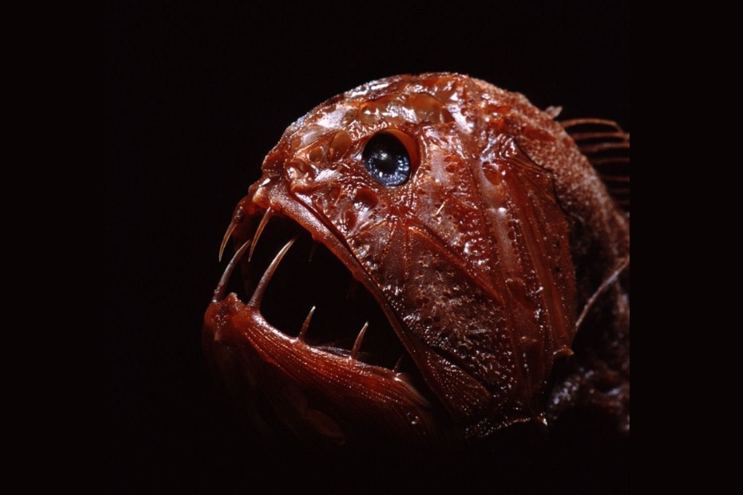 На дне океана существа. Длиннорогий Саблезуб (Anoplogaster cornuta). Марианская впадина удильщик. Fangtooth рыба. Саблезубая рыба гадюка.