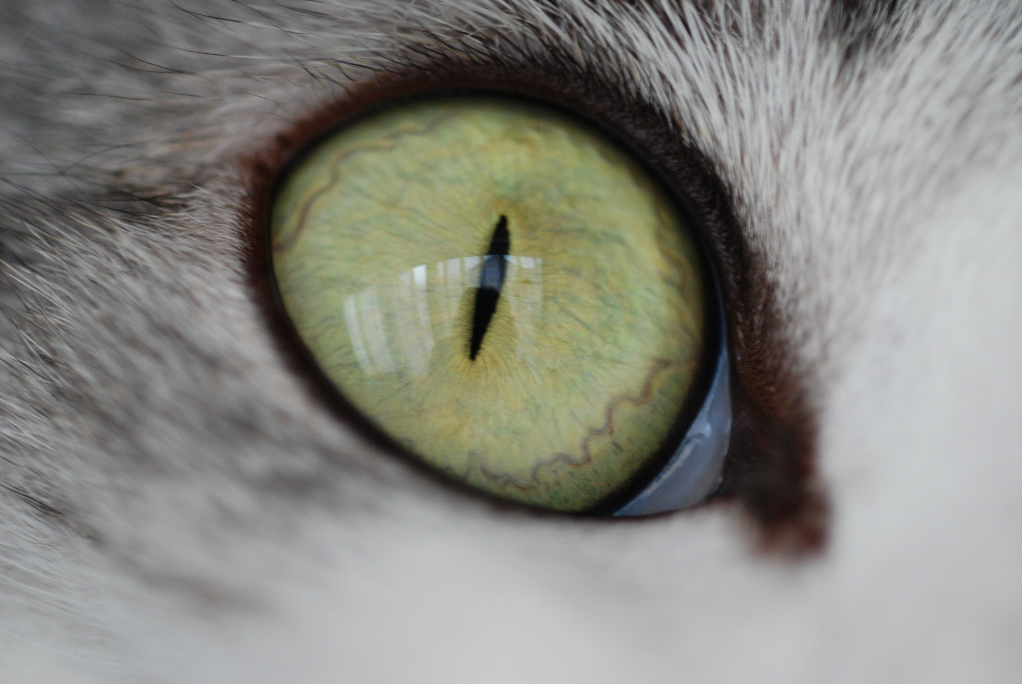 Радужка кошки. Мигательная перепонка (третье веко). Глаза кошки. Зрачок кошки. Кошачий глаз.