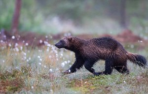 Росомаха на Сахалине