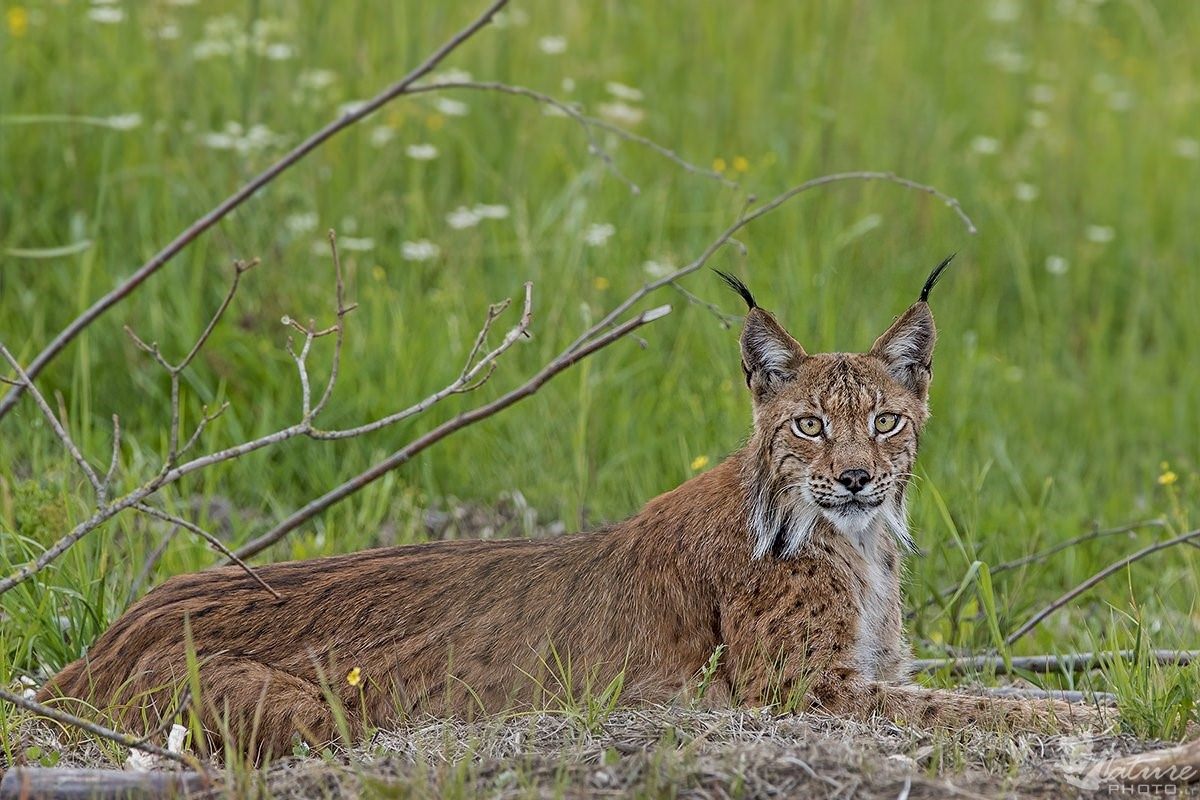 Ход рысью. Lynx Lynx Linnaeus, 1758. Беловежская пуща Рысь. Рысь Поволжье. Рысь длинношерстная.