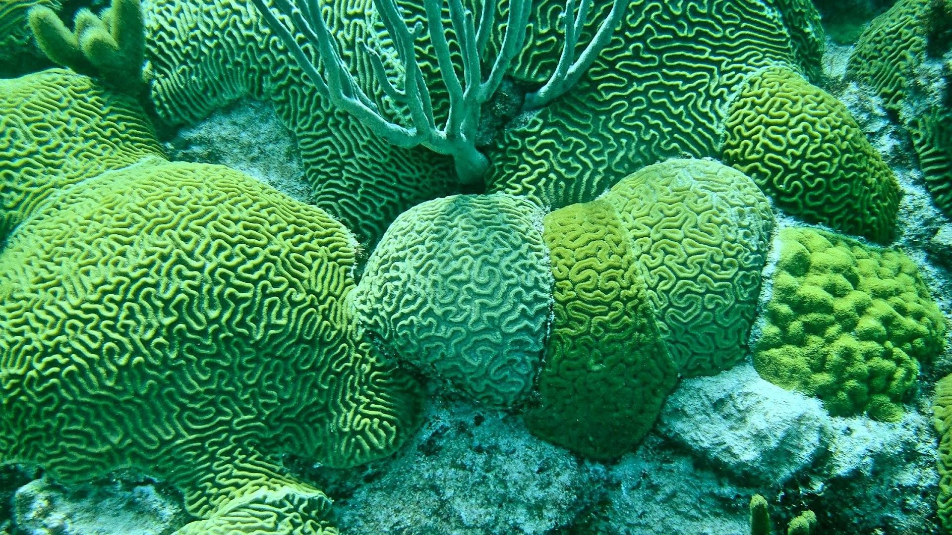 Водоросли кораллы. Коралловые полипы мозговик. Мозговик коралл Кишечнополостные. Коралловые полипы и водоросли. Коралловые рифы мозговик.