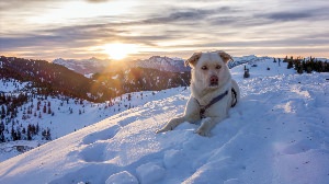 Альпийская горная собака