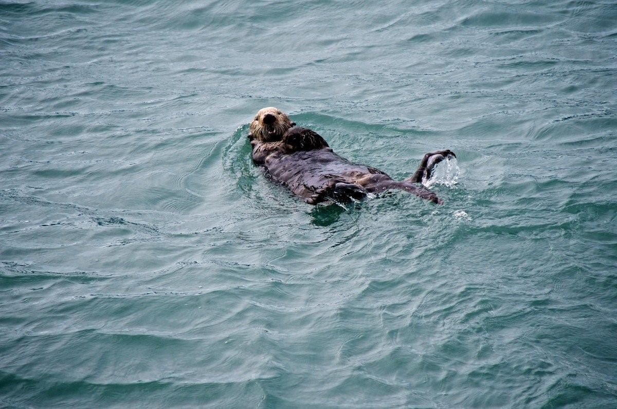 морская собака черное море