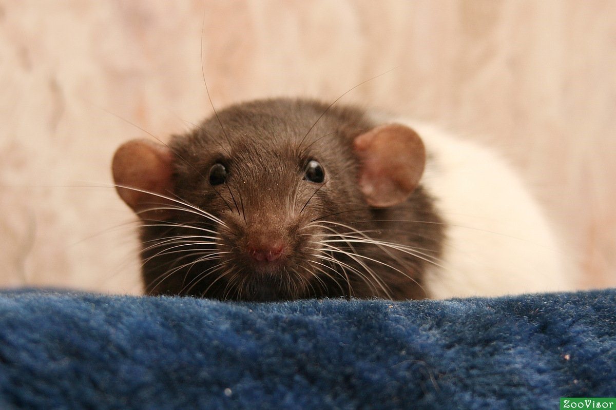 Крыска дамбо. Крысята Дамбо коричневые. Крысы Дамбо светло коричневая. Крыса Дамбо кофейного окраса.