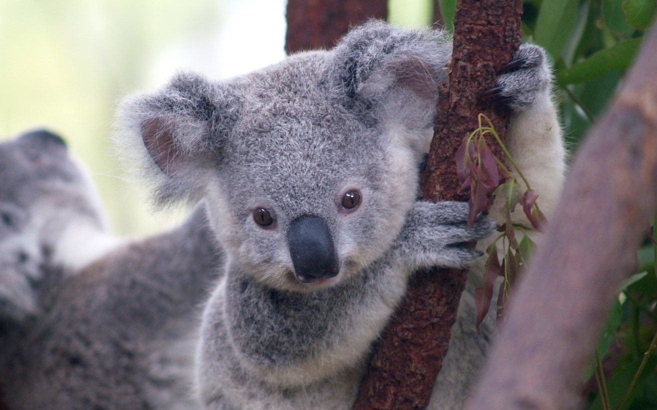 Коалы плавают. Животные Австралии коала. Медведь коала. Бразилия коала. Коала эвкалиптовый мишка.
