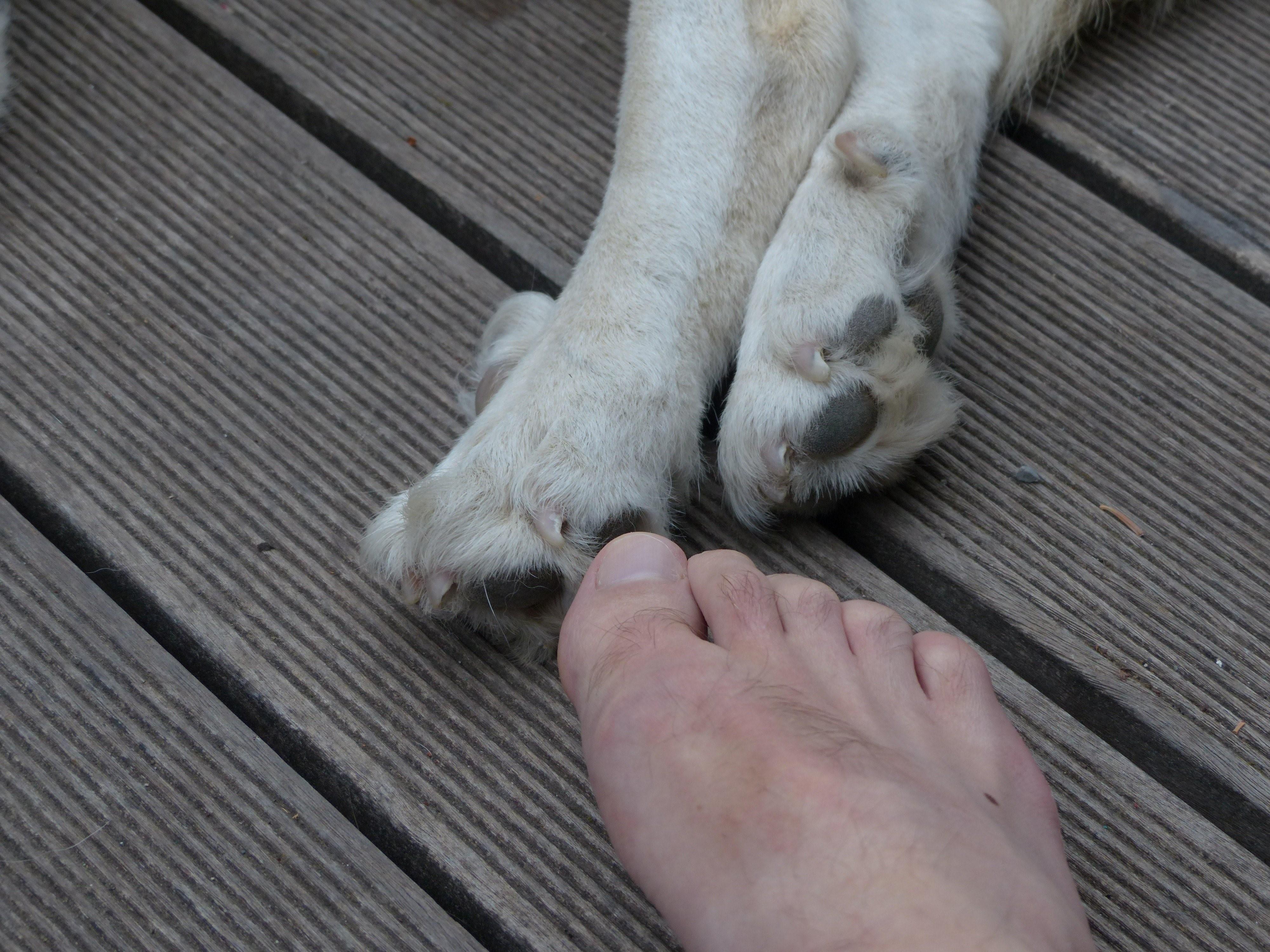 Feet dog. Лапка собаки. Собачья лапа. Собачья лапа фото.