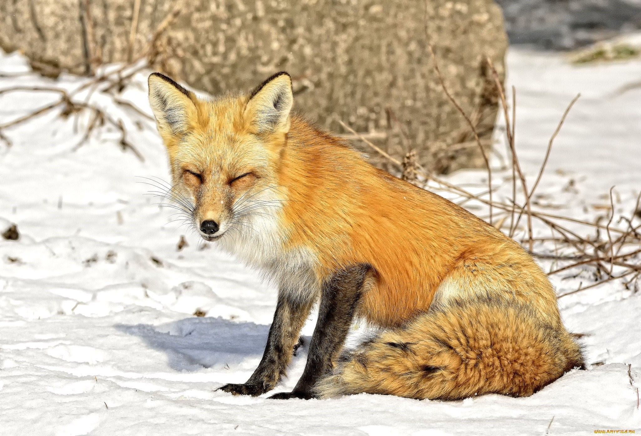 Условия обитания лисицы обыкновенной. Обыкновенная лисица. Старая лиса. Лиса жмурится. Лиса весной.