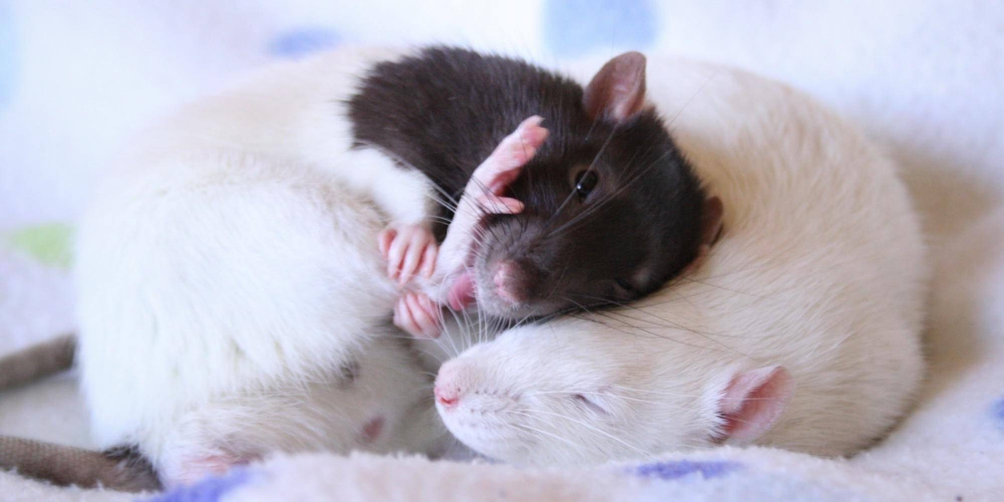 Милые крыски спят