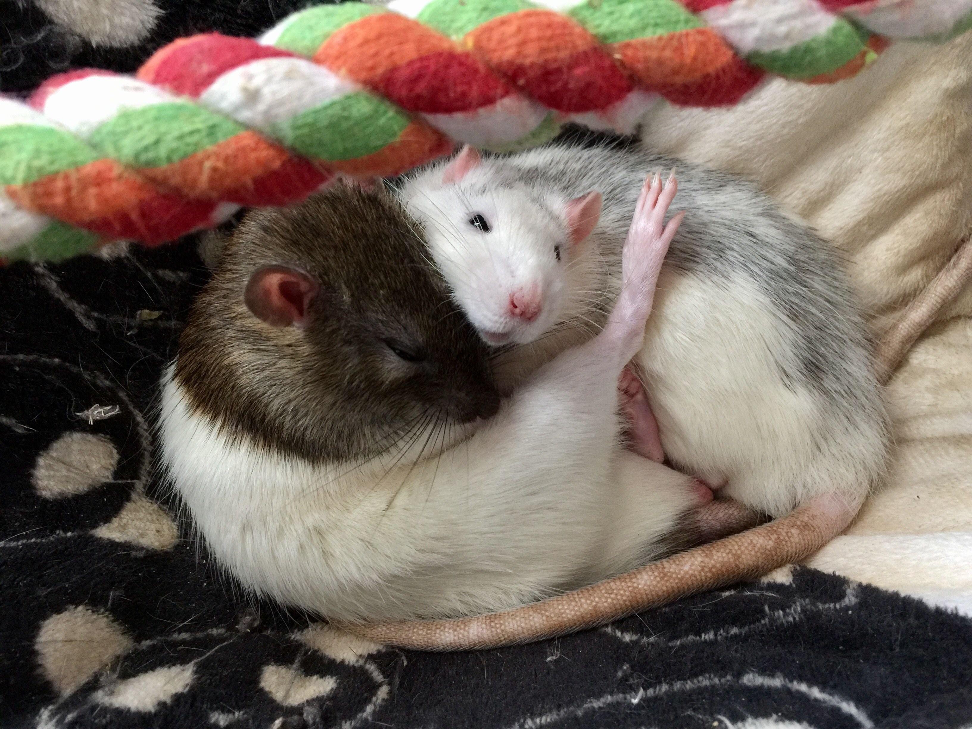 Мыши пара. Крысы обнимаются. Милые крыски. Крысы любовь. Пара крыс.