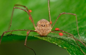 Пауки косиножки