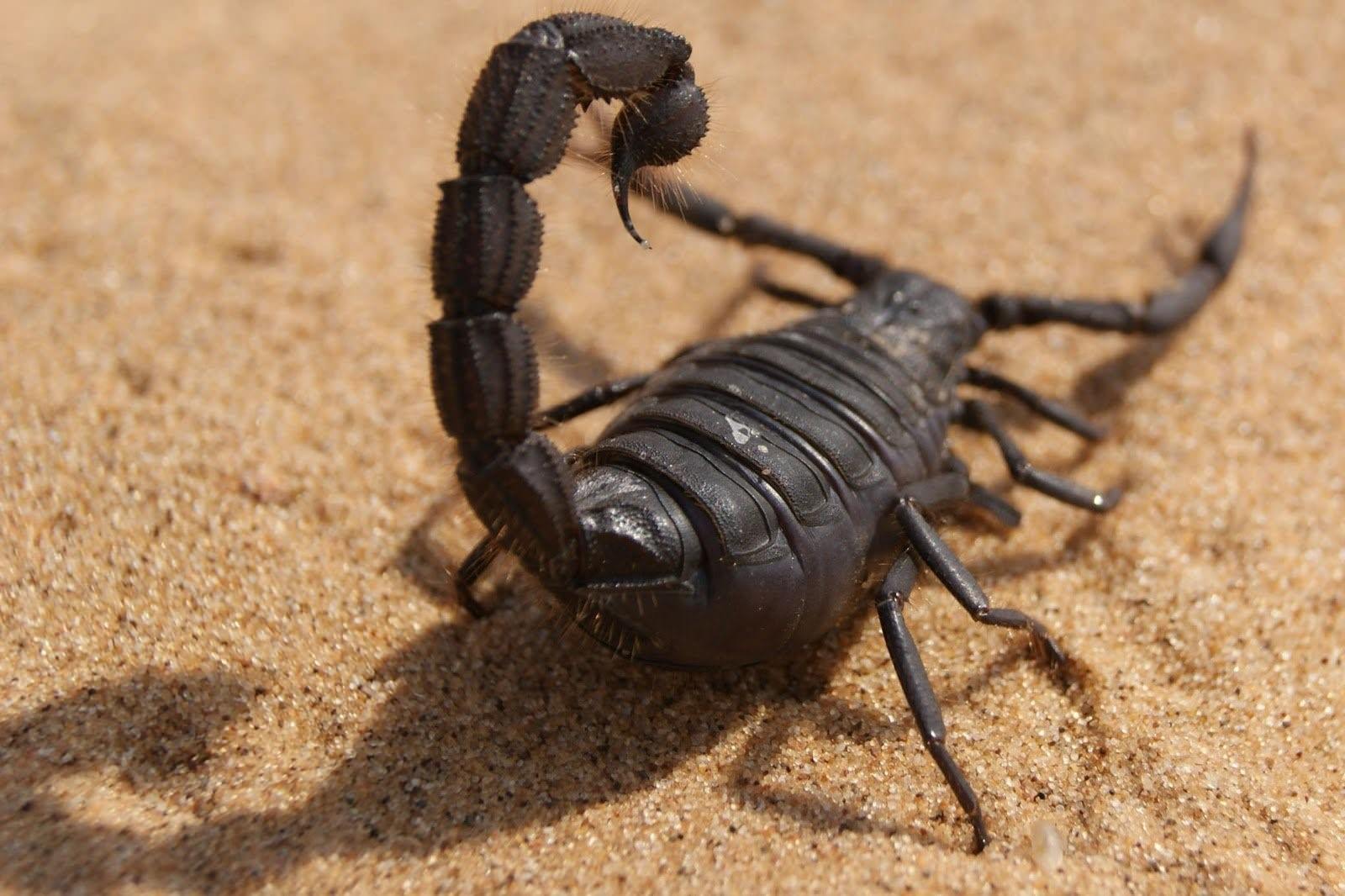 Паук скорпион. Арахнид паук-Скорпион. Скорпион дюны. Жук Скорпион. Коричневый Скорпион.