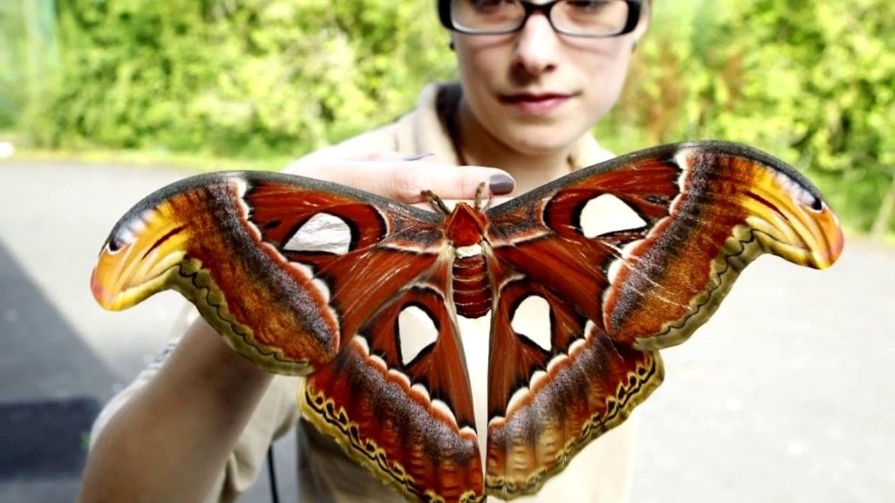 Самая большая бабочка на планете фото с описанием