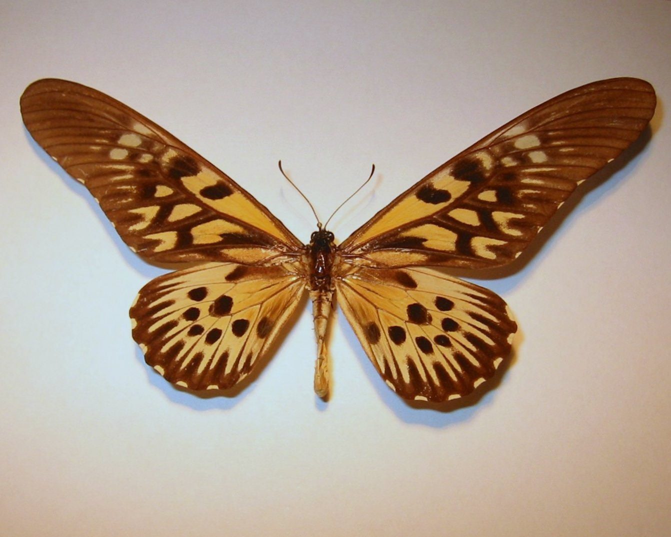 бабочка агриппина фото