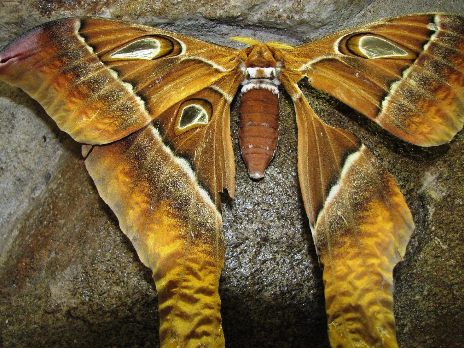 бабочка агриппина фото