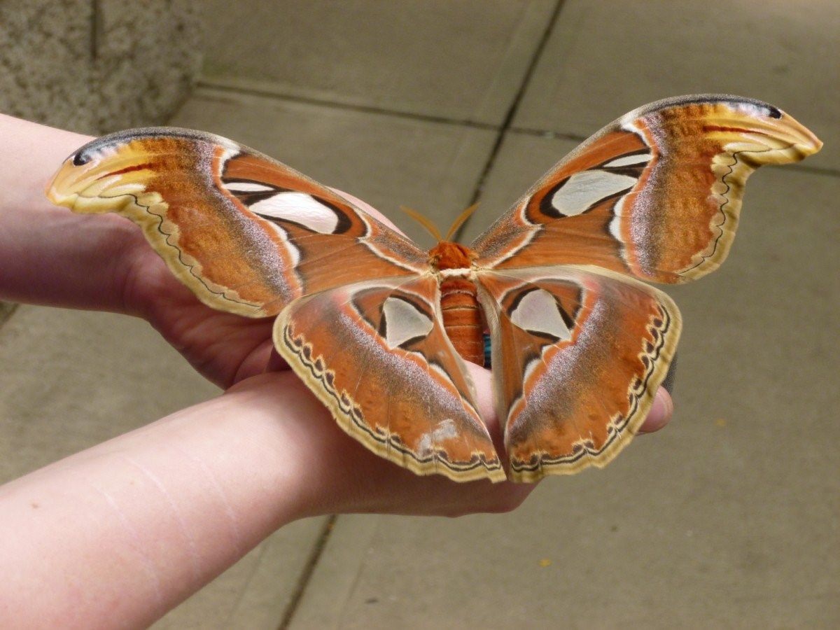 Бабочка агриппина фото