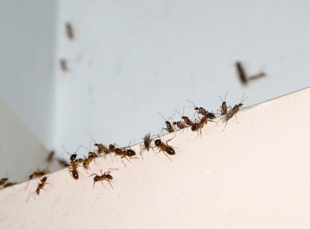 Домашние муравьи дезинсекция