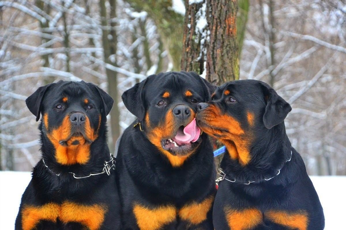 Ротвейлер красивое фото