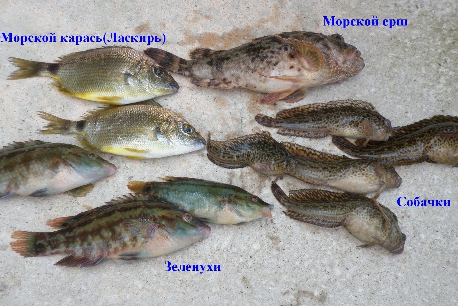 съедобная рыба в черном море