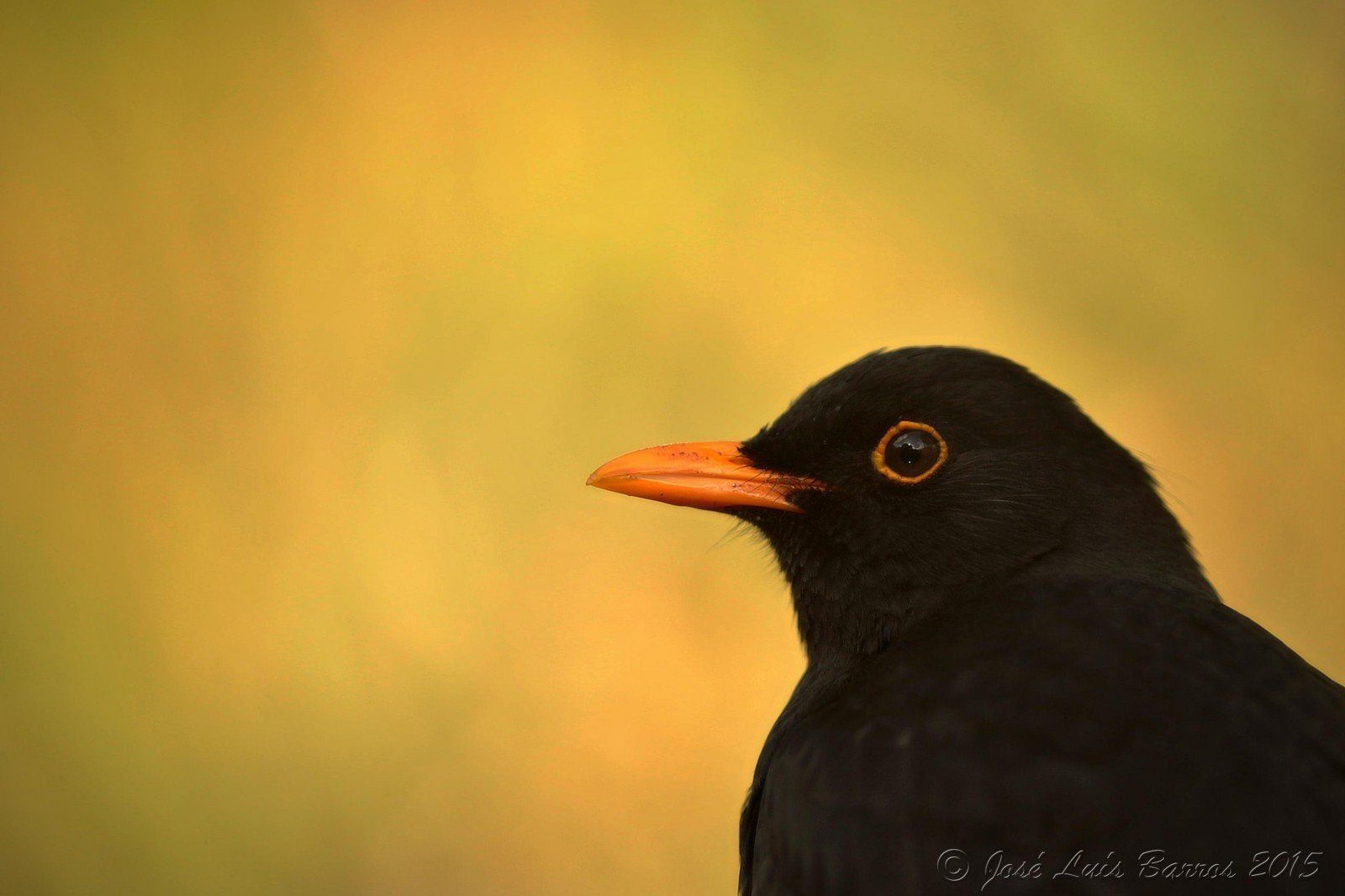 Маленькая Черная Птичка С Оранжевым Клювом