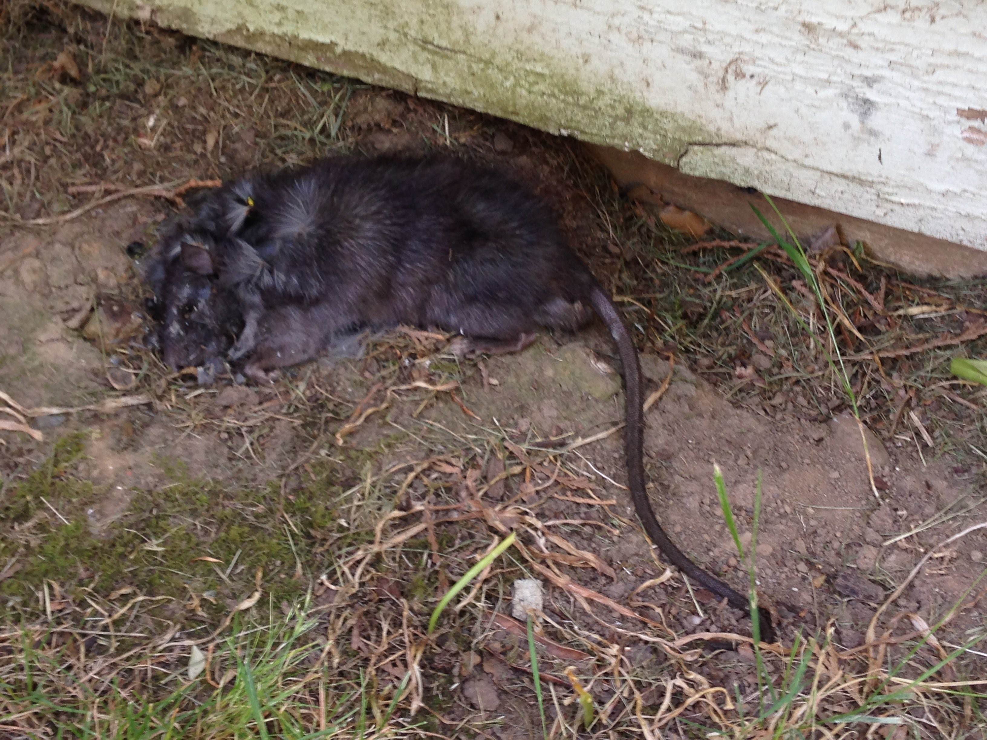 Земляные крысы в огороде фото