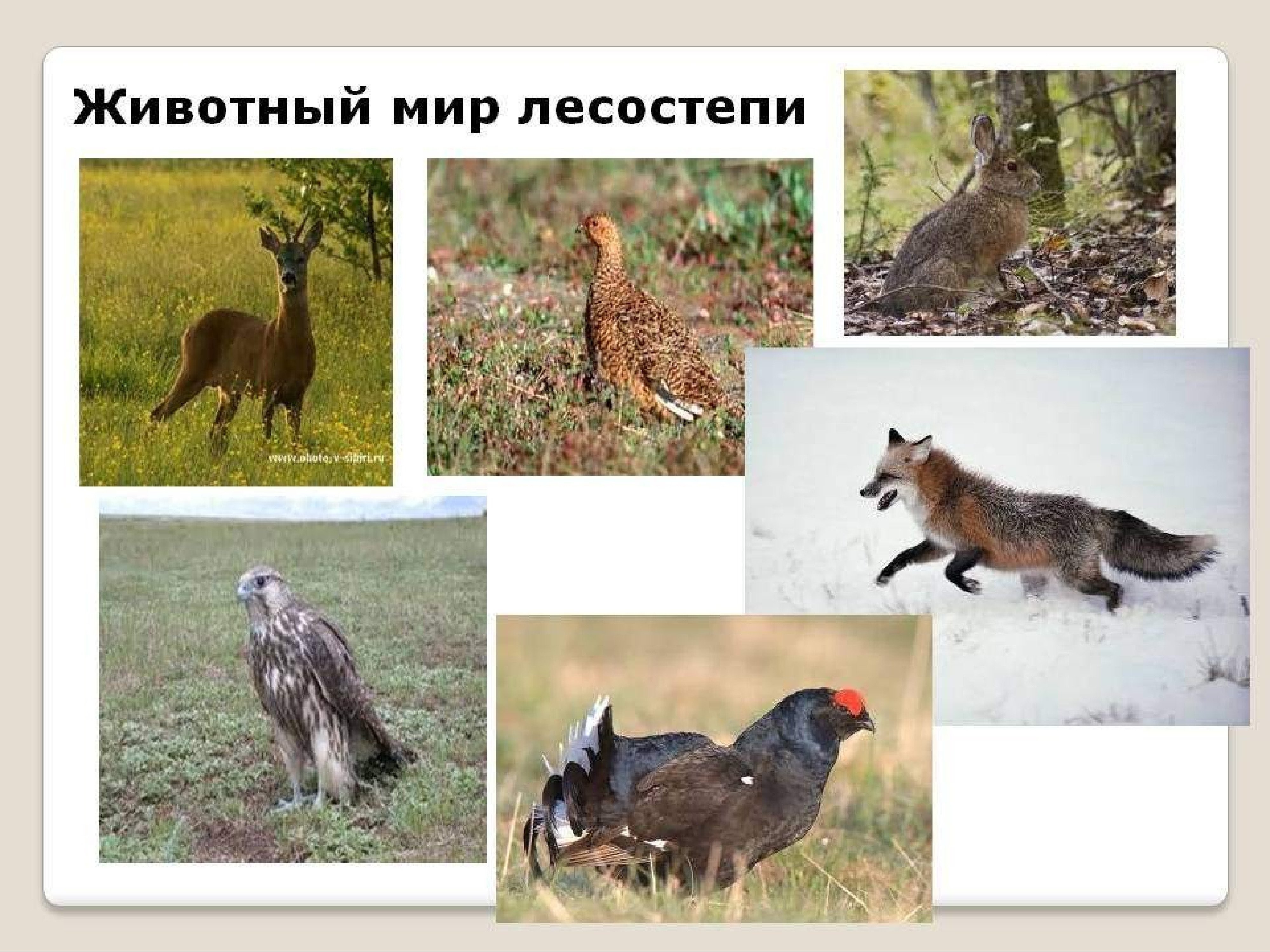 Животный мир лесостепи и степи в России