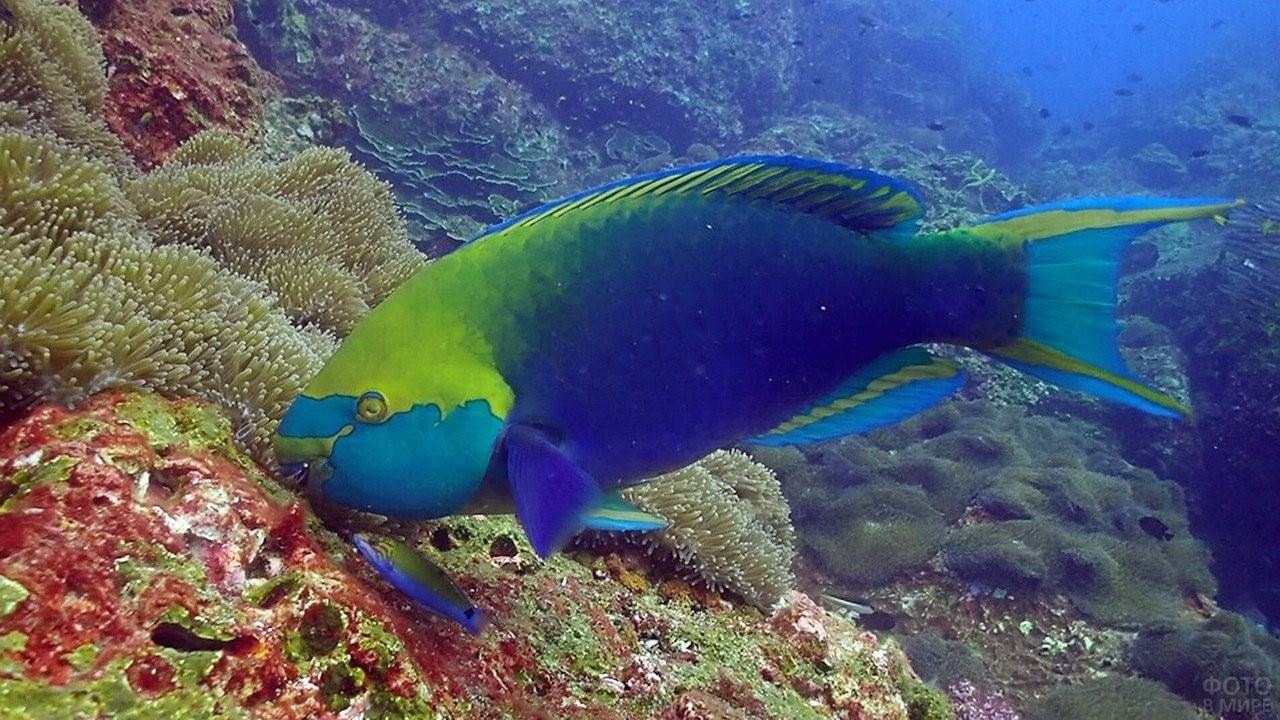 рыба зеленуха в черном море