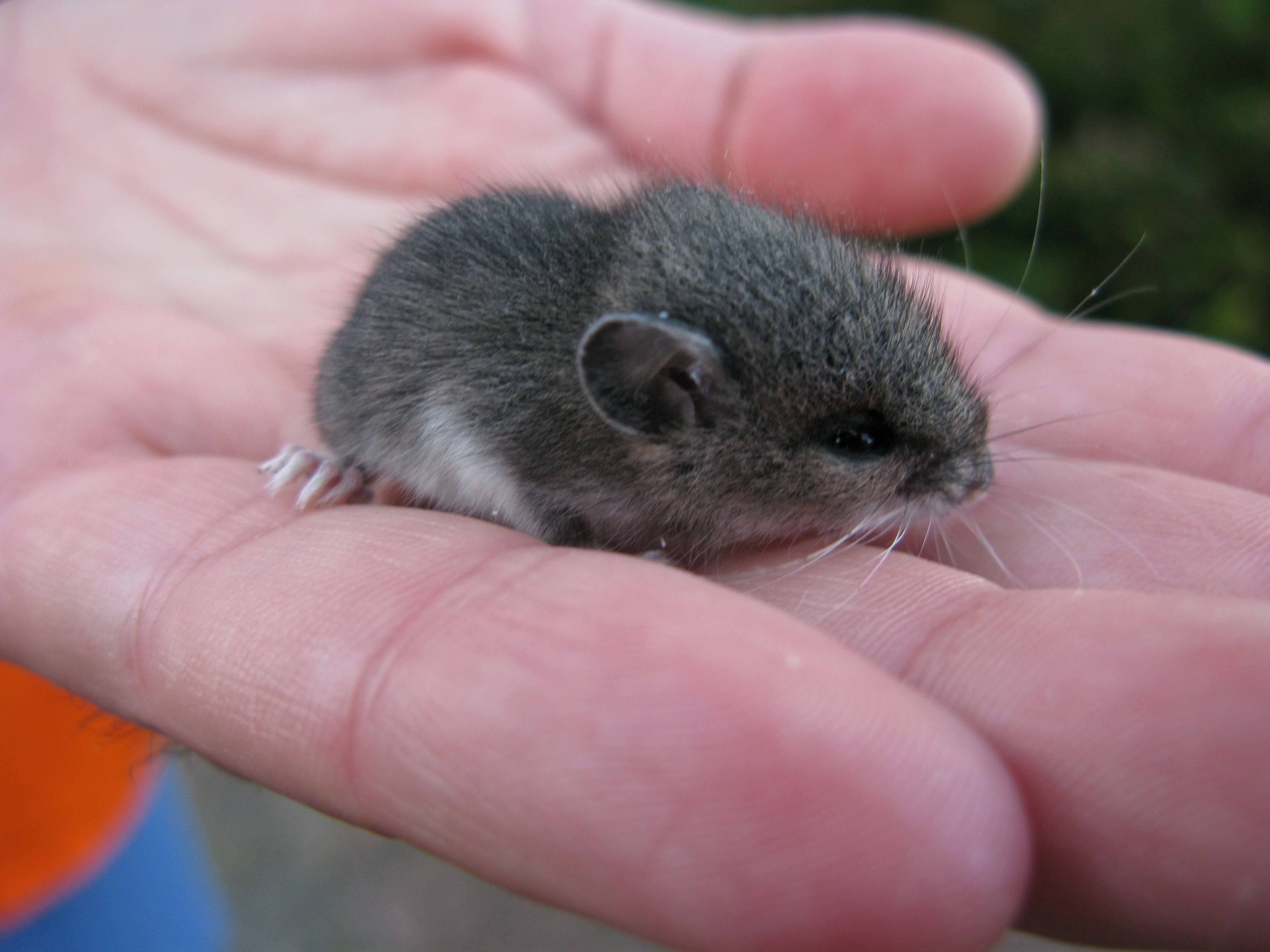 Средняя мышь. Мышь полевка серая. Мышка маленькая. Маленький мышонок. Самая маленькая мышь.